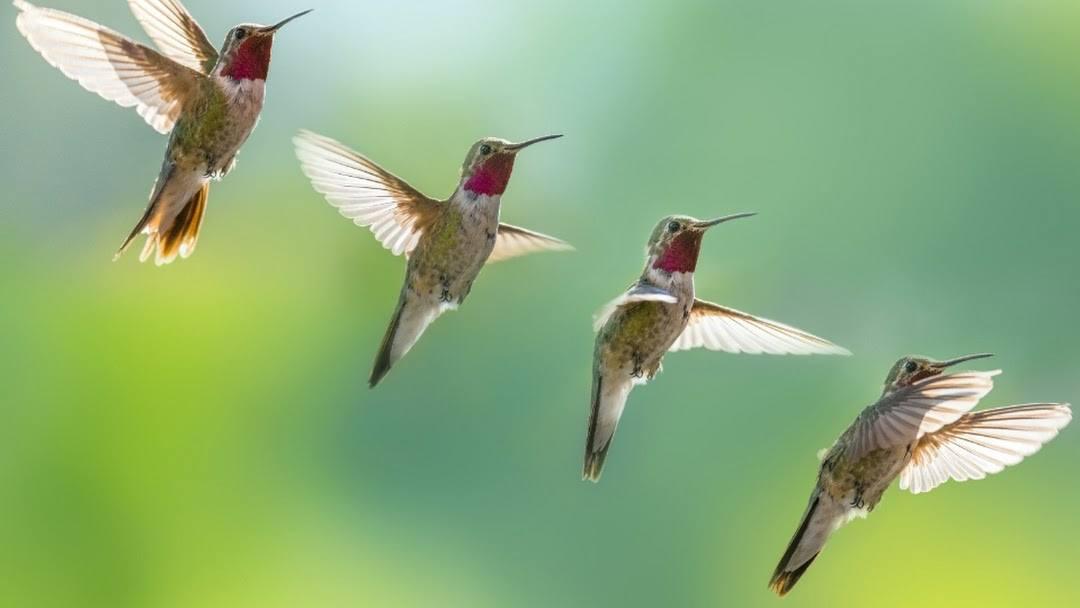 Hummingbirdcleaningservices