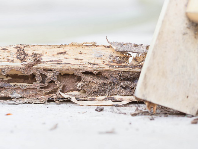 Cherry City Termite Removal Experts