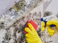Suffolk County Mold Inspections