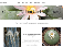 Cactus Kingdom