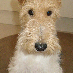 profile image of vgi
