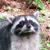 profile image of Else 