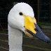 profile image of Niels Mikkel