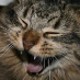 profile image of Andrew Ness