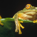 profile image of frnak