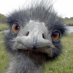 profile image of Lasse