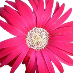 profile image of Georgie