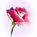 profile image of Rosens Aura