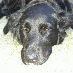 profile image of rbs