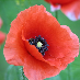 Jepma