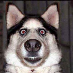 profile image of briangreen