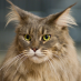 profile image of Dyring