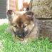 profile image of Jonas