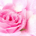 profile image of Rose