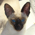 profile image of Mrs Frances Hodder