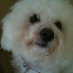 profile image of t