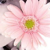 profile image of Danielle Currier