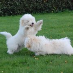 Solsikkens-Coton Coton de Tulear