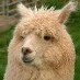 Tobias Alpaca