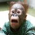 profile image of Dave Bennion