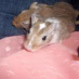 profile image of Christina Frankler