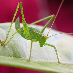 CriCriCri