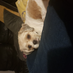profile image of Natasha Woods