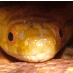 profile image of Dave G