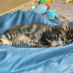 profile image of Peggysue Gill