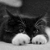 profile image of Kitten
