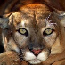 profile image of Stine