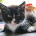 profile image of Pollythecatwoman