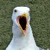 profile image of kat