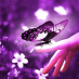 profile image of Nicoline