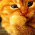 McAlley Cat
