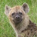 profile image of Lena Hyena