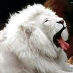 Lion Kocerkon