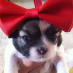 Dor Amir