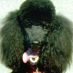 profile image of Peter Copper