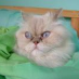 Serdar Satrettin