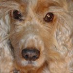 profile image of David Sanderson