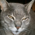 profile image of Rosemarie Racz