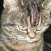 profile image of Fiona McIntosh