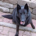 profile image of Achim Sold