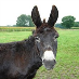 profielfoto van  Stichting de Ezelshoeve