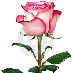 profile image of Wisam