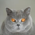 profielfoto van  Sofie Vancoillie