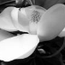 GL Magnolia