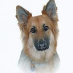 profile image of Gsdlady Bo