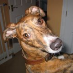 profile image of Carole Shortland
